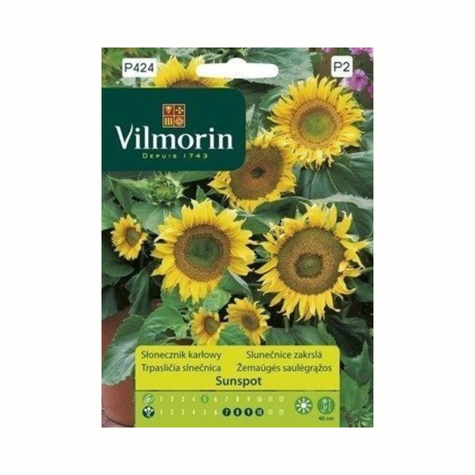 Słonecznik Sunspot 1g