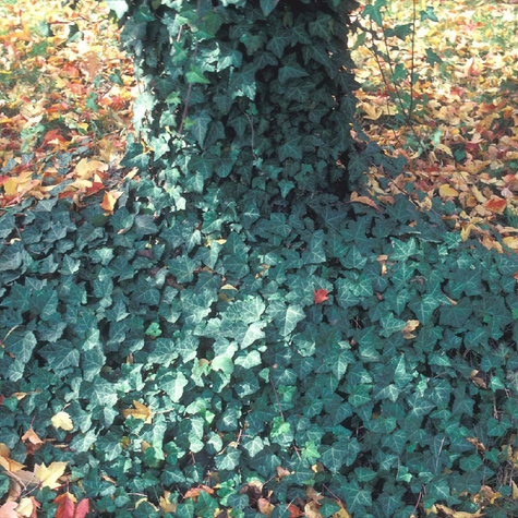 Bluszcz pospolity (C2)