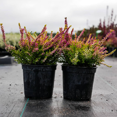 Wrzos pospolity Wickware Flame