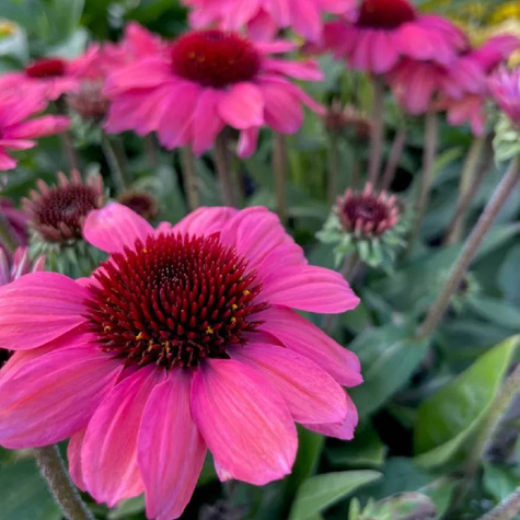Jeżówka purpurowa PolliNation Magenta (C2)