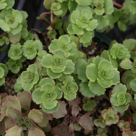 Rozchodnik kaukaski (C2)