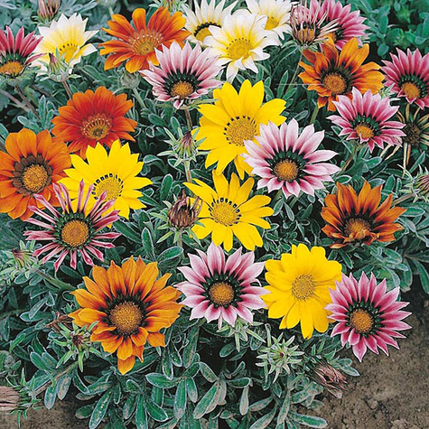 Gazania Srebrne Liście Kwiaty Otwarte w dzień Zamknięte noc "Śpiochy" Mix kolorów SADZONKA 