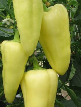 Papryka słodka Monanta 0,3g