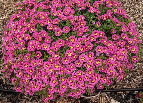 Calibrachoa Mini Surfinia Cabaret Early Bumble Bee Hot Pink różowo-żółta NOWOŚĆ