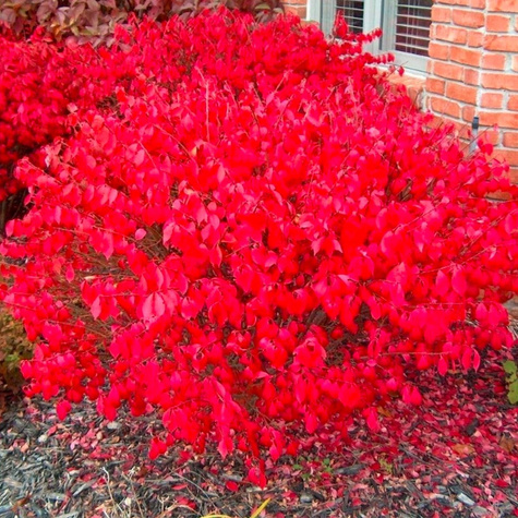 Trzmielina oskrzydlona (P9)