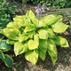 Funkia Hosta Sum and Substance (C2)