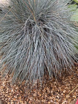 Wiechlina Poa Blue Hills