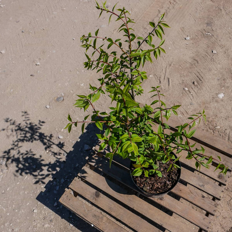 Trzmielina oskrzydlona (C2)