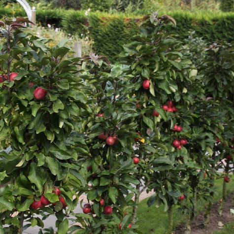 Jabłoń kolumnowa Promyk Słońca Sun Light w typie Red Cap Plant Pack