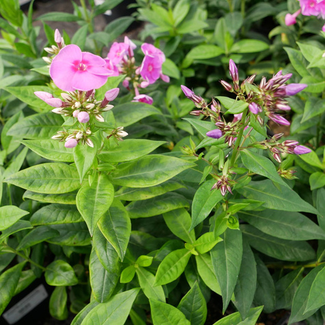 Płomyk wiechowaty Floks Cosmopolitan (C2)