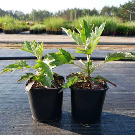 Hortensja dębolistna Ice Crystal (P9)