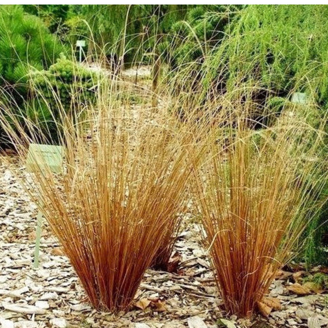 Turzyca Buchanana Red rooster Czerwony Kur (C2)