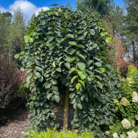 Wiąz Camperdownii szczepiony na pniu