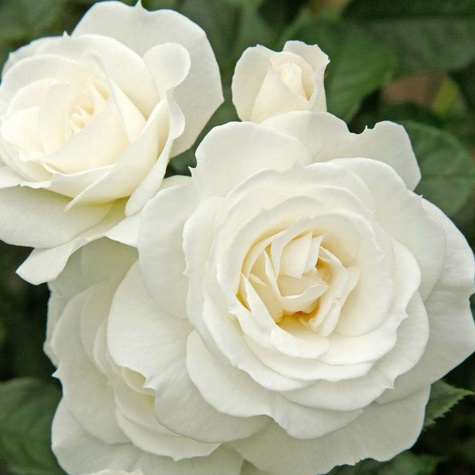 Róża rabatowa BIAŁA