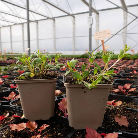 Kocimiętka żyłkowana Pink Cat (C2)