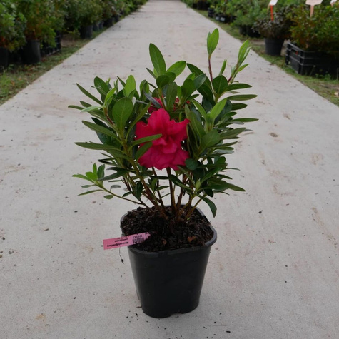 Mini Azalia BloomChampion Czerwona powtarzająca kwitnienie (C2)