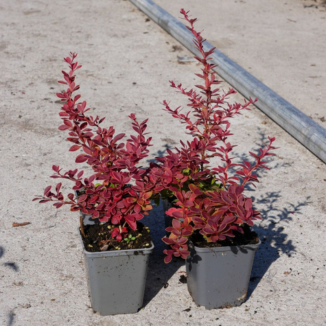 Berberys thunberga Coral (P9)