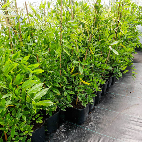 Glicynia kwiecista Issai Perfect (C2)