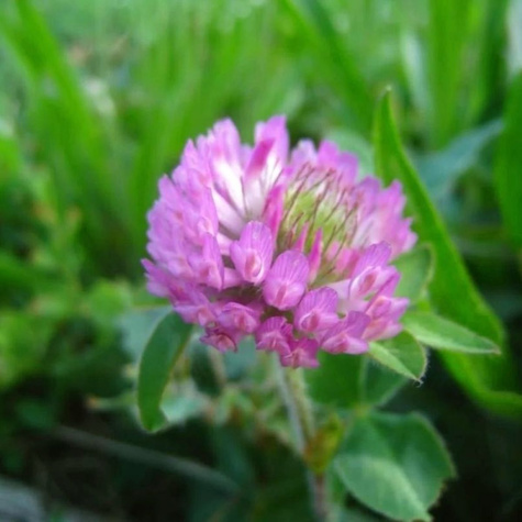 Koniczyna perska cena za 0,5 kg