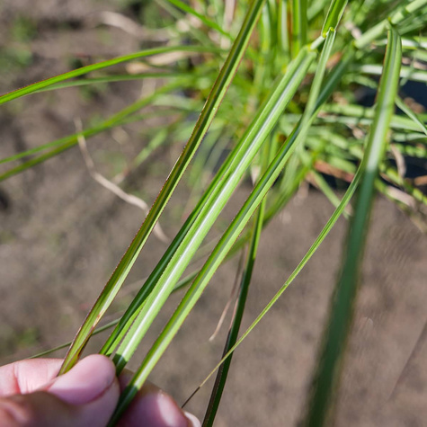 Miskant chiński Yaku Jhima