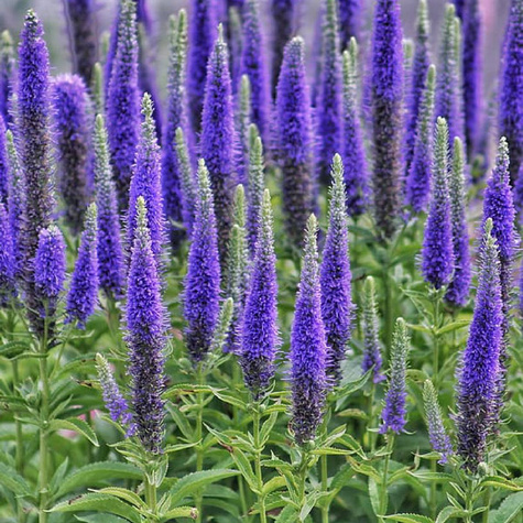 Przetacznik kłosowy niebieski