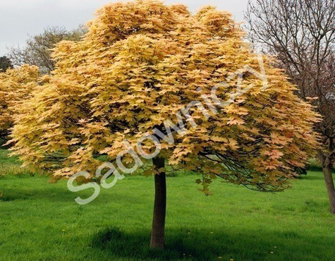 Klon jesionolistny Złocisty szczepiony na pniu