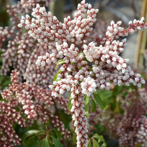 Pieris japoński Bonfire (P9)