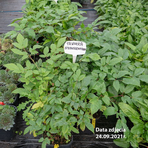 Tawułka Thunberga Straussenfeder (P9)