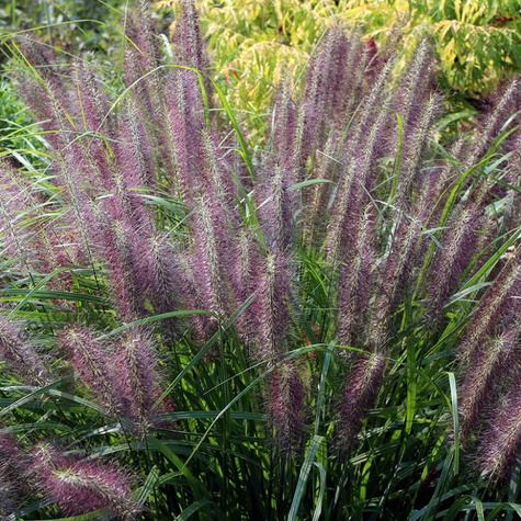 Pennisetum alopecuroides, Rozplenica japońska, Piórkówka 'Red Head'