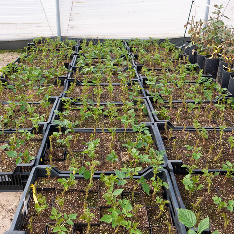 Malina Promyk żółta w doniczce