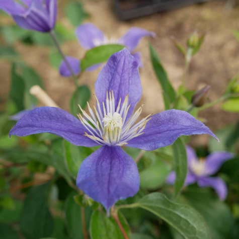 Powojnik Clematis bylinowy Arabella (C2)