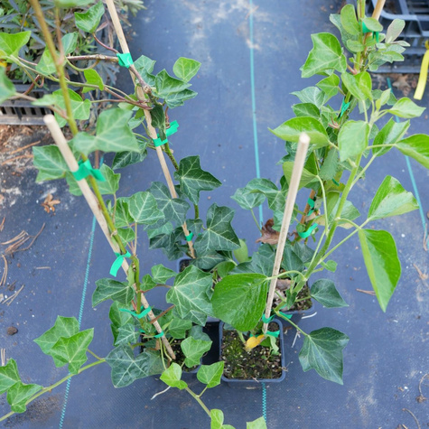 Bluszcz pospolity Arborescens (P9)