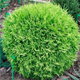 Thuja Tuja Żywotnik zachodni Selena (C2)