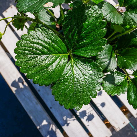 Truskawka ananasowa Gasana powtarzająca owocowanie w doniczce