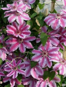 Powojnik Clematis wielkokwiatowy Nelly Moser (C2)
