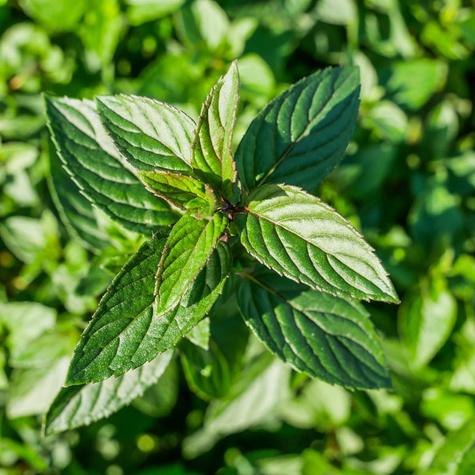 Mięta pieprzowa angielska pomarańczowa Granada (C2)