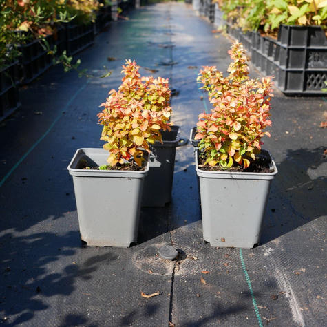 Berberys thunberga Golden Devine (P9)