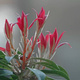 Pieris japoński Forest Flame (P9)