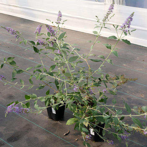 Budleja Dawida Lochinch (C2)