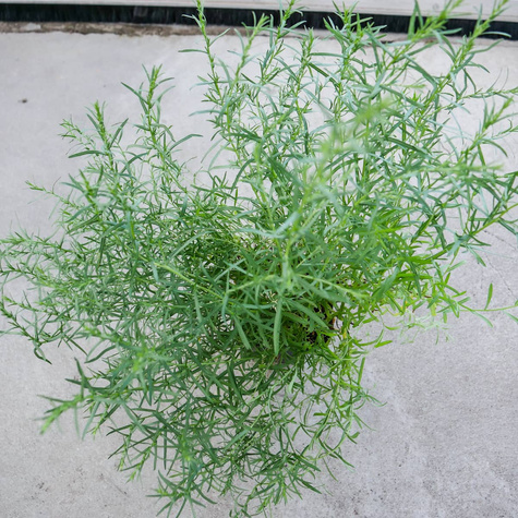 Aster wrzoslistny Aster ericoides (C2)