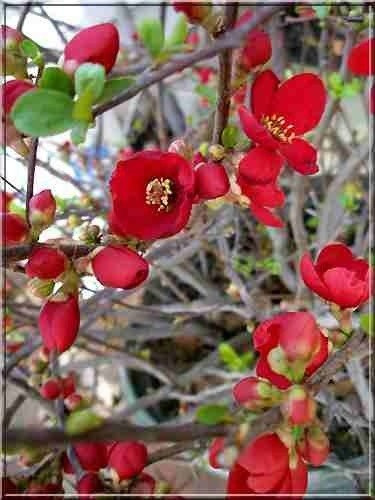 Pigwowiec pośredni Elly Mosel Ozdobny na Nalewki (C2)