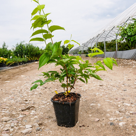 Heptakodium chińskie Wonne Niesamowite (C2)