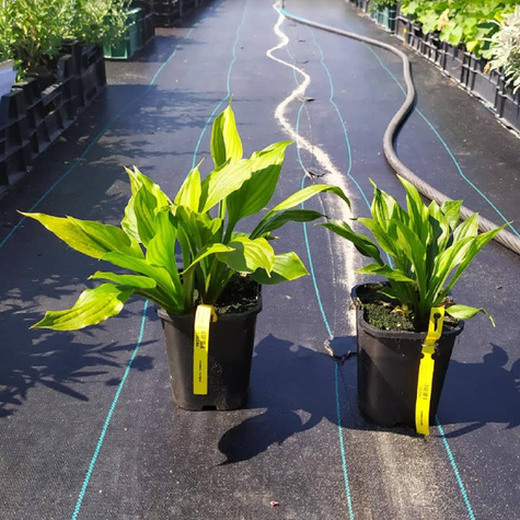 Funkia Hosta Rozdęta (C2)