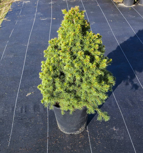 Świerk biały Rainbow's End (C2)