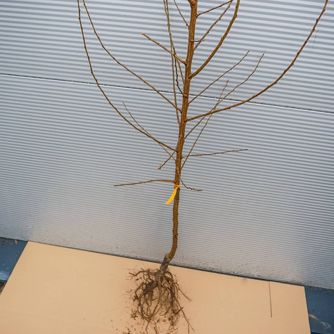 Śliwko-morela Śliwomorela Plumcot Plant Pack