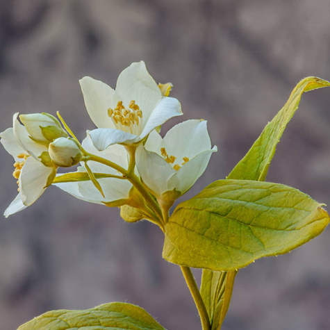 Jaśminowiec wonny Aureus (P9)