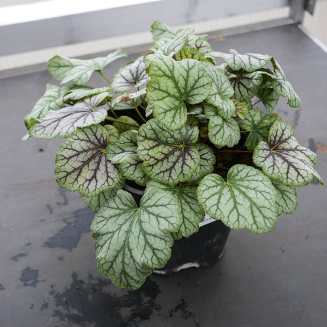 Żurawka ogrodowa Green Spice