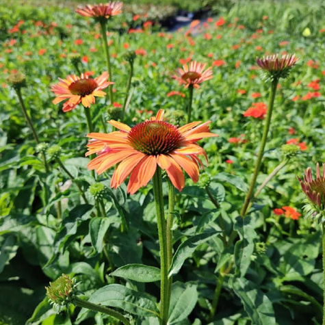 Jeżówka purpurowa Papallo Power Coral Orange (C2)