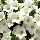 Petunia ogrodowa Kaprys biała mieszaniec 0,1