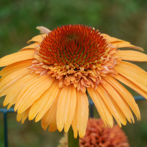 Jeżówka purpurowa Big Kahuna Słodziutkie Mango (C2)